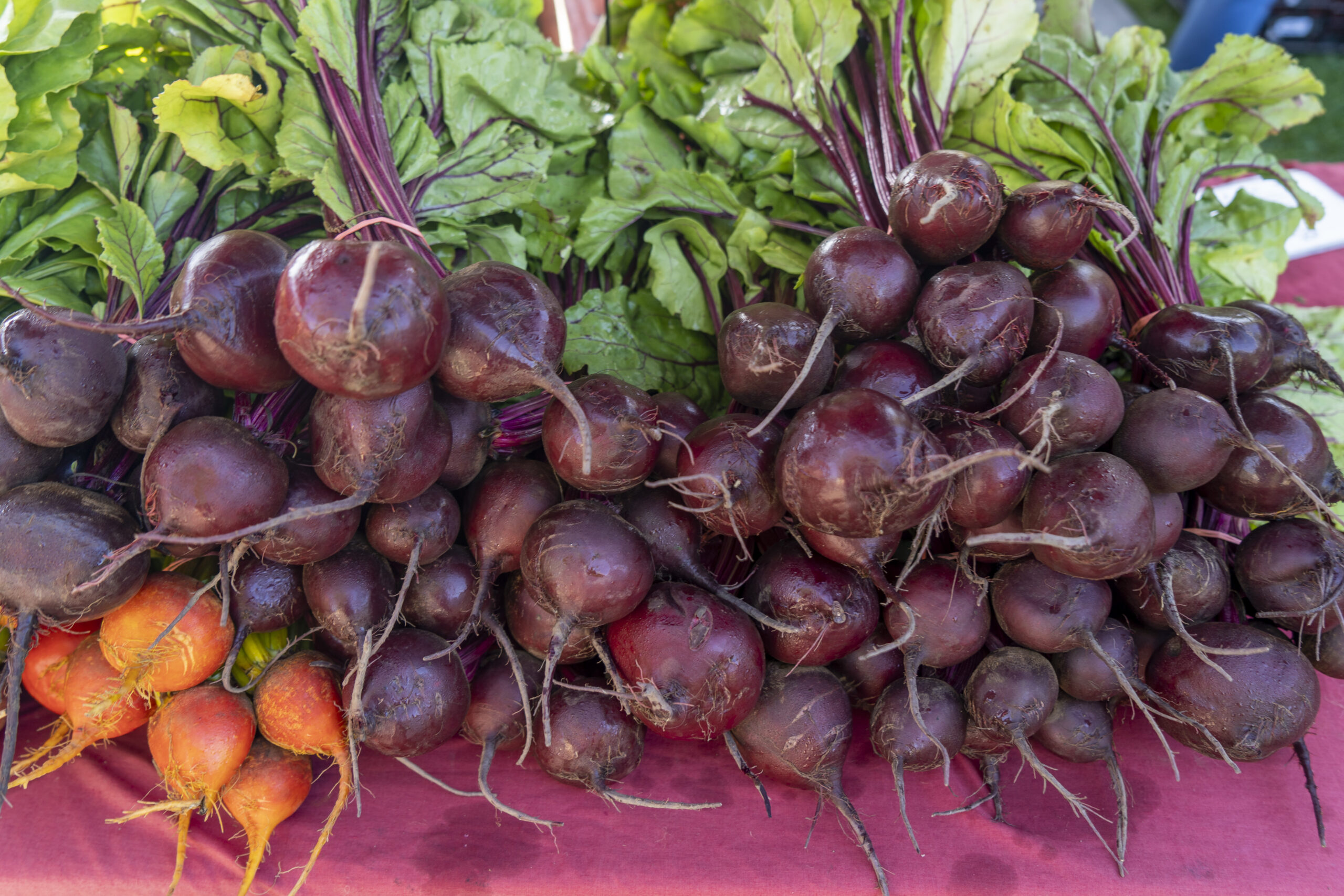 Freshly harvested beets