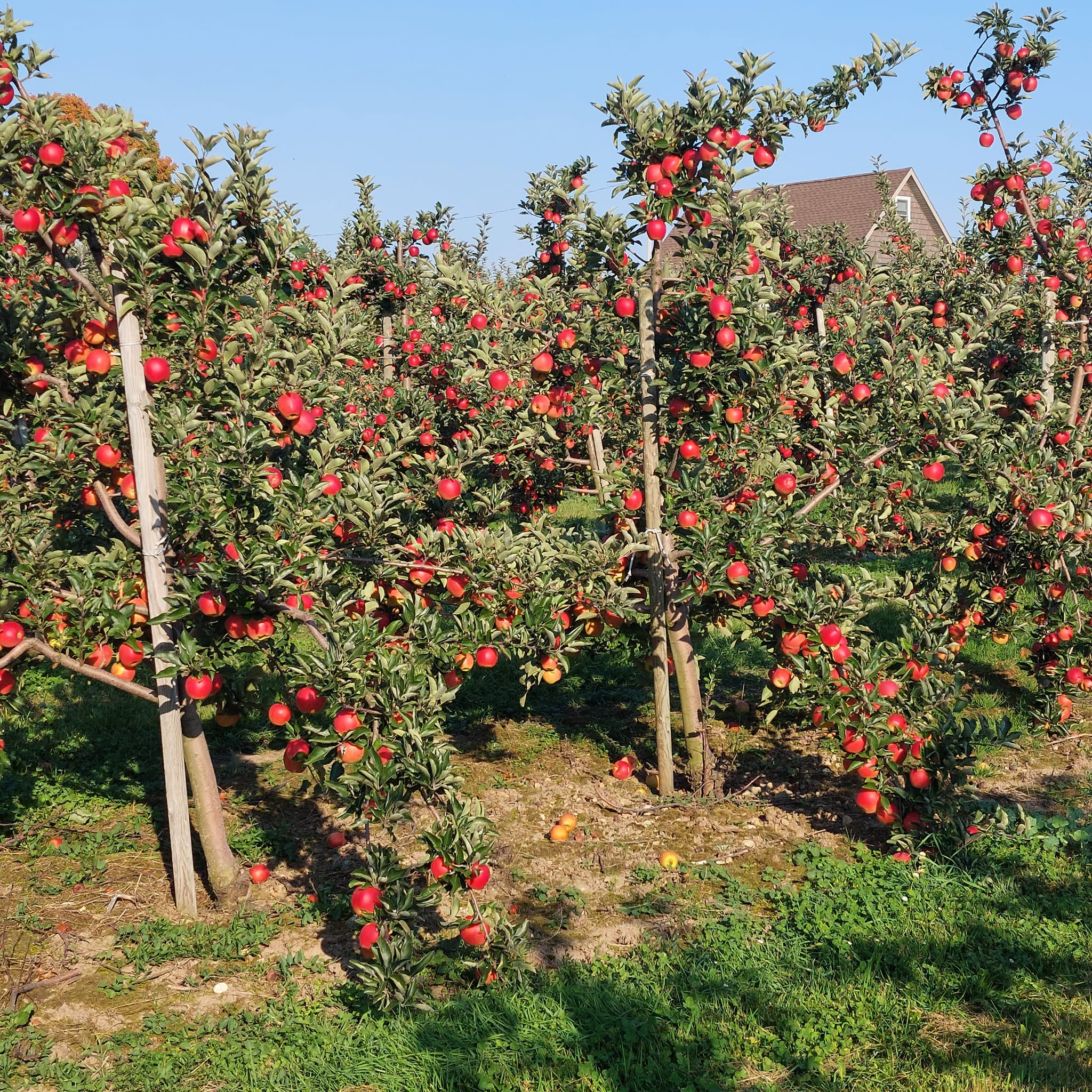 Apple Orchards